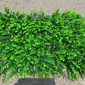 co-tai-chuot-trang-tri-loai-1